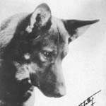 Rin Tin Tin Rin Tin Tin