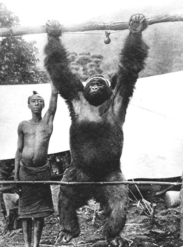 El watusi y el gorila