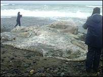 ¿Un pulpo gigante en las costas de Chile?