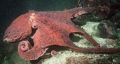 Un Pulpo Gigante